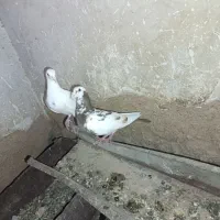 یک جفت کفتر نر