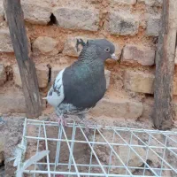 کبوتر کله سرکه ای|پرنده|مرودشت, ثبت احوال|دیوار
