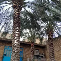 بریدن نخل قطع درخت درآوردن ریش سمپاشی تقویتی