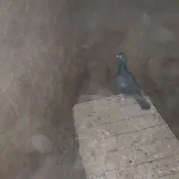 کبوتر