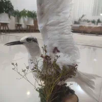 فروش پرنده دکوری|مجسمه، تندیس، ماکت|آباده, |دیوار