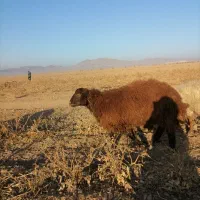 بره قوچی هترو|حیوانات مزرعه|سرولایت, |دیوار