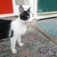 میووا مادر چند تا بچه گربه هستش چند روزه گمشده|حیوانات|مینودشت, |دیوار