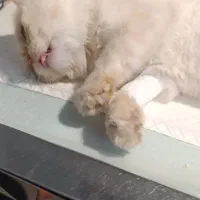 گربه|حیوانات|سنندج, |دیوار