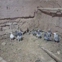 کفتر سار و یهودی