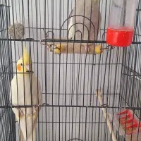 عروس هلندی