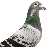 کبوتر پلاکی