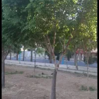 زمین ۲۰۰ متری شاهین شهر|فروش زمین و ملک کلنگی|اصفهان, صائب|دیوار