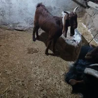 تیشتر بهده نجدی|حیوانات مزرعه|اندیکا, |دیوار