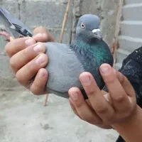 کبوتر|پرنده|سنگر, |دیوار