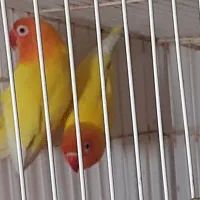 طوطی برزیلی|پرنده|بندر ماهشهر, |دیوار