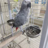 بزرگترین پت شاپ و قصر پرنده در سمنان|پرنده|سمنان, |دیوار