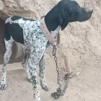 توله شکاری|سگ|گلی داغ, |دیوار