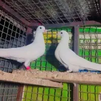 کفتر پتی واله