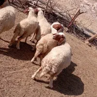 میش سنجابی