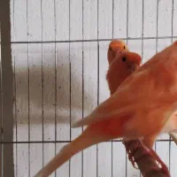 قناری سرخ ردفکتور ماده۲۵۰۰۰۰۰