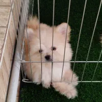 پامر خرسی|سگ|نسیم‌شهر, |دیوار