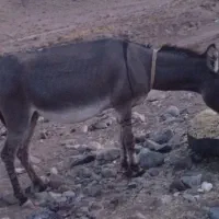 الاغ گله ای|حیوانات مزرعه|بافت, |دیوار