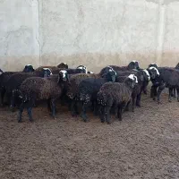 بره نروماده|لوازم جانبی حیوانات|اسفرورین, |دیوار