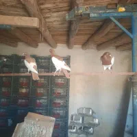 کبوتر یهودی وهومر