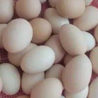 تخمه مرغ تازه و محلی