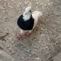 کبوتر رنگی|پرنده|شاهین‌شهر, شهرک گلدیس|دیوار