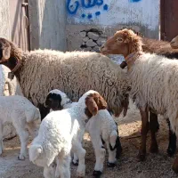 میش زاییده بره نر|حیوانات مزرعه|کاشمر, |دیوار