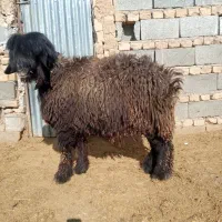 بره قوچ|حیوانات مزرعه|شیراز, گویم|دیوار