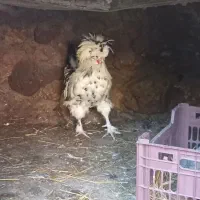 نژاد اصیل لهستانی|حیوانات مزرعه|چابکسر, |دیوار