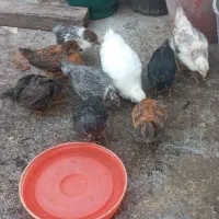 جوجه ۴۵روزه ویک ماهه