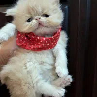 پرشین طلایی