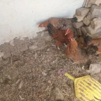 ۴عدد مرغ تخم گذار|حیوانات مزرعه|اقبالیه, |دیوار