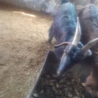 دوراس بز کهره دار