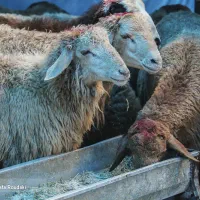 باهرکارتملی یه گوسفند تعاونی تنظیم بازار قلم ابی|حیوانات مزرعه|مشهد, کشاورز|دیوار