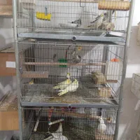 عروس هلندی های استثنایی|پرنده|مشهد, چهاربرج|دیوار