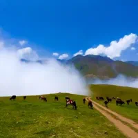 تدریس زبان ترکی استانبولی بصورت حرفه ای