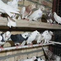 کفتر نر ماده. سرور.   زرد.ماهرو   ابلق   یکجا یکجا