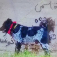 سگ قدرجون
