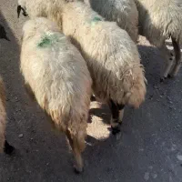 خریدو فروش میش پیر و جوان و بره و بز|حیوانات مزرعه|خوی, |دیوار