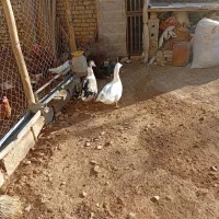 غاز مرغ کبوتر|حیوانات مزرعه|لاران, |دیوار