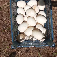 گوسفندنروتخم غاز