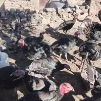 بوقلمون برنز|پرنده|مشهد, شهرک شهید باهنر|دیوار
