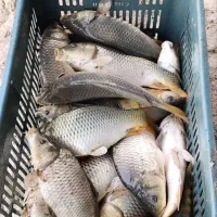 فروش بچه ماهی کپور و آمور