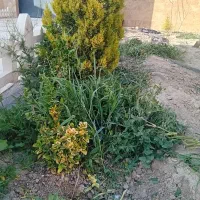 کندن علف هرز باغ و باغچه منازل
