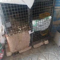 جفتگاه کفتر دوطبق برای دوجفت ...یک در یک