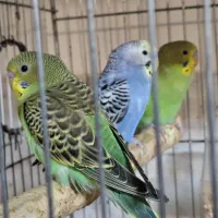 فروش تعدادی مرغ عشق نرو ماده