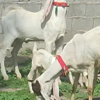 بز  کهره .نر بز .گلابی