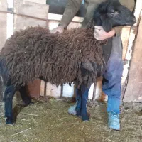 بره قوچ قزل افشار