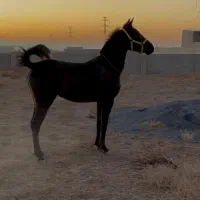 کره مادیان مشکی