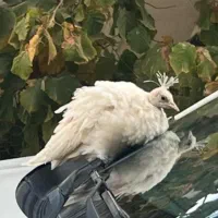 طاووس گمشده|حیوانات|یاسوج, |دیوار